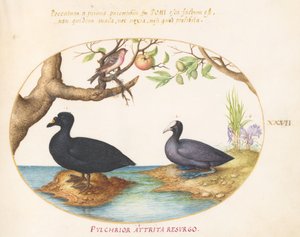 اللوحة 27: بطة (؟) ، جذر ، و Rosefinch (؟) بواسطة جوريس هوفناجل