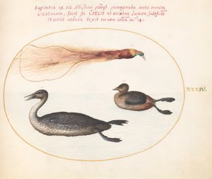 اللوحة 34: طائر الجنة مع Mereganser (؟) و Grebe (؟) بواسطة جوريس هوفناجل