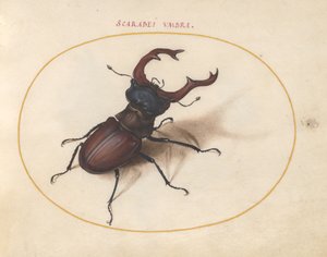 خنفساء الجعران ، حوالي 1575-80