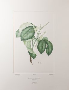 Allophyllus cobbe (Sapindaceae) - اللوحة 365، Florilegium للبنوك، حوالي 1771-84 (نقش نحاسي على الورق)