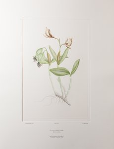 كاتليا فوربيسي (Orchidaceae) - اللوحة 358، زهور البنوك، حوالي 1771-84 (نقش نحاسي على الورق)