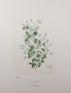 Clematis forsteri (Ranunculaceae) - اللوحة 402، زهور البنوك، حوالي 1771-84 (نقش على لوح نحاسي على الورق)