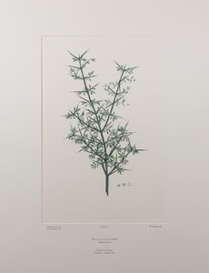ديسكاريا توماتو (Rhamnaceae) - اللوحة 426، زهور البنوك، حوالي 1771-84 (نقش نحاسي على الورق)