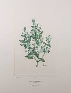 Haloragis erecta (Haloragidaceae) - اللوحة 439، زهور البنوك، حوالي 1771-84 (نقش نحاسي على الورق)