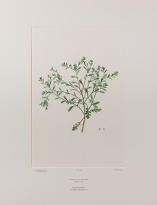 Lepidium flexicaule (Cruciferae) - اللوحة 409، Florilegium البنوك، c.1771-84 (نقش نحاسي على الورق)
