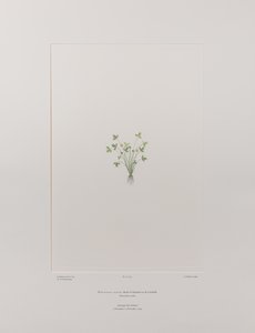 Ranunculus acaulis (Ranunculaceae) - اللوحة 403، زهور البنوك، حوالي 1771-84 (نقش نحاسي على الورق)