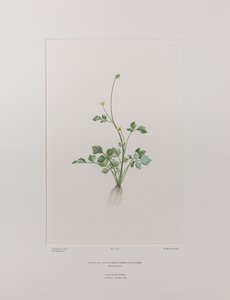 حوذان هيرتوس (Ranunculaceae) - اللوحة 404، زهور البنوك، حوالي 1771-84 (نقش نحاسي على الورق)