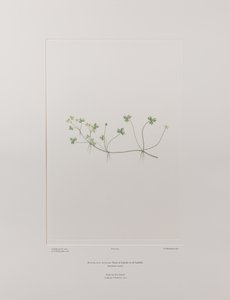 حوذان ريفولاريس (Ranunculaceae) - اللوحة 405، زهور البنوك، حوالي 1771-84 (نقش نحاسي على الورق)