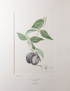 Sarcolobus globosus subsp. globosus (Asclepiadaceae) - اللوحة 372، Florilegium للبنوك، حوالي 1771-84 (نقش على لوح نحاسي على الورق)