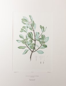 Schyphiphora hydrophyllacea (Rubiaceae) - اللوحة 148، Florilegium البنوك، c.1771-84 (نقش نحاسي على الورق)