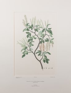 Weinmannia sylvicola (Cunoniaceae) - اللوحة 436، Florilegium للبنوك، c.1771-84 (نقش نحاسي على الورق)
