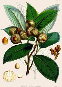 Quercus lamellosa ، 1890 بواسطة جوزيف دالتون هوكر