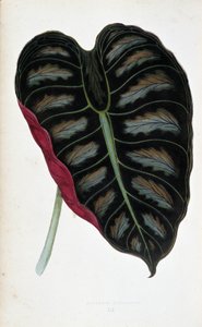 ورقة من Alocasia ميتاليكا. لوح نباتي في "" النباتات ذات الأوراق الملونة. مجموعة من أفضل الأنواع المستخدمة لتزيين الحدائق والصوبات والشقق ، من قبل إدوارد جوزيف لوي و دبليو هوارد ، أعضاء جمعية البستنة في لندن.