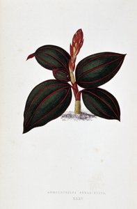 ورقة Anoectochilus Rubro Venia.