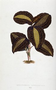 ورقة Anoectochilus Xantophyllus. لوح نباتي في "" نباتات ذات أوراق شجر ملونة.
