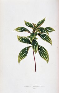 ورقة من Sonerila margaritacea. لوحة نباتية في "" نباتات ذات أوراق شجر ملونة. مجموعة من أبرز الأنواع المستخدمة لتزيين الحدائق والدفيئات الزراعية والشقق، من تصميم إدوارد جوزيف لوي ودبليو هوارد، أعضاء جمعية لندن للبستنة
