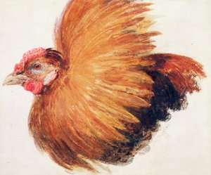 Game-Cock ، من كتاب Farnley Book of Birds ، حوالي 1816 بواسطة جوزيف مالورد وليام تورنر