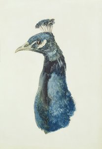 الطاووس ، من كتاب فارنلي للطيور ، حوالي عام 1816 (قلم رصاص وألوان مائية على ورق) بواسطة جوزيف مالورد وليام تورنر