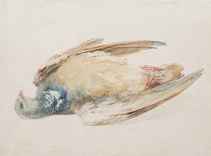 حمامة ، من كتاب فارنلي للطيور ، حوالي عام 1816 (قلم رصاص وألوان مائية على ورق) بواسطة جوزيف مالورد وليام تورنر