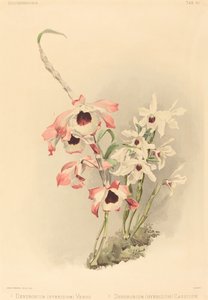 Dendrobium Hybridium Venus و Dendrobium Hybridium Cassiope.