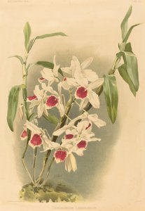 Dendrobium Leechianum بواسطة جوزيف مانسيل بعد هنري جورج مون