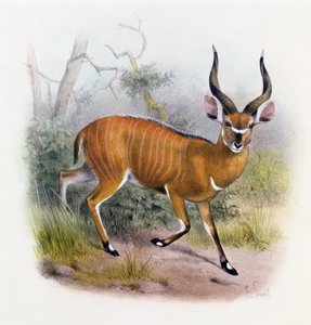 الظباء ذات القرون العريضة ، من "كتاب الظباء" ، بواسطة جوزيف سميت