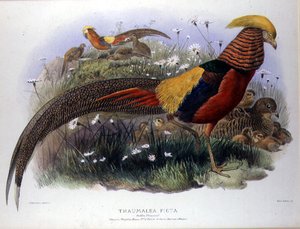 Thaumalea picta (الدراج الذهبي) نقش بواسطة M. & N. Hanhart بواسطة جوزيف وسميث جيه وولف