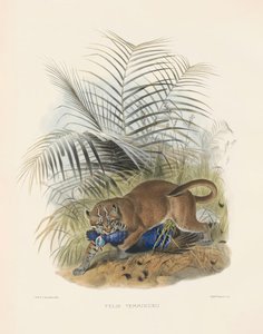 القط الذهبي الآسيوي (فيليس تيمنكي) بواسطة جوزيف وولف