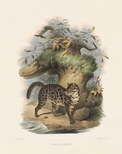 قطة النمر الآسيوي (فيليس سكربت) بواسطة جوزيف وولف