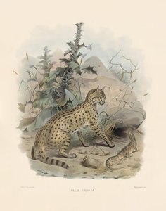 القط البري الآسيوي (فيليس أورناتا) بواسطة جوزيف وولف