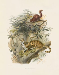 القط البنغالي (فيليس بنغالينسيس)