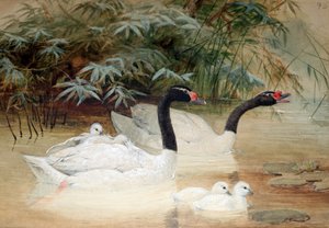 بجعة سوداء العنق (Cygnus nigricollis) ، 1852-54 بواسطة جوزيف وولف