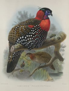 قرمزي بطن Tragopan ، منقوش بواسطة M. & N. Hanhart ، 1870-1872 بواسطة Wolf ، Joseph (1820-99) & Smit ، J. (fl.1870)