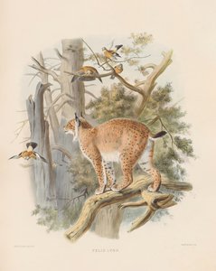 الوشق الأوراسي (فيليس الوشق) بواسطة جوزيف وولف