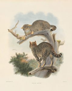 القط الأوروبي المتوحش (فيليس كاتس)