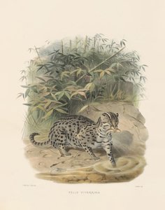 قط الصيد (فيليس فيفرينا) بواسطة جوزيف وولف