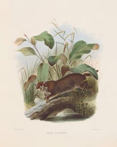 القط ذو الرأس المسطح (فيليس بلانسيبس) بواسطة جوزيف وولف