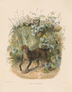 جاجواروندي (فيليس جاجواروندي) بواسطة جوزيف وولف