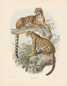 القط الرخامي (فيليس دياردي)