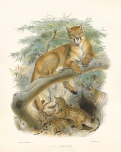 أسد الجبل أو الأسد الجبلي (فيليس كونكولور)