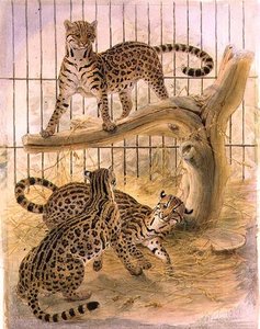 Ocelots في قفص بواسطة جوزيف وولف