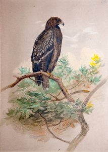 النسر المرقط (Aquila clanga) ، 1856-67
