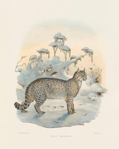 حيوان الوشق السهوب (فيليس كوداتوس) بواسطة جوزيف وولف