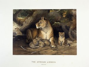 اللبؤة الأفريقية ، 1880-1883 بواسطة جوزيف وولف
