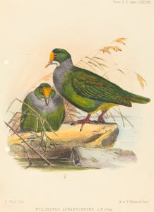 عصفورين (Ptilonopus Auranthfrons) بواسطة جوزيف وولف