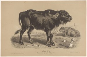 الجاموس الجاموس (العنوان على الكائن) Dierenstudies in Twee soorten krijt (عنوان المسلسل) ادرس بقلم رصاص بواسطة Z. Gengembre (عنوان السلسلة) بواسطة فرانسوا ديلارو