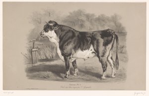 ثور في مرعى Taureau (العنوان على الكائن) دراسات على الحيوانات في نوعين من الطباشير (عنوان السلسلة) Étude aux deux crayons par Z. Gengembre (عنوان السلسلة على الكائن) بواسطة فرانسوا ديلارو