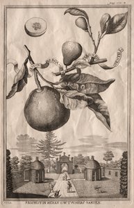 Nurnbergische Hesperides: Limon bergamot personzin gientile ، 1714. بواسطة جوزيف دي مونتاليجر