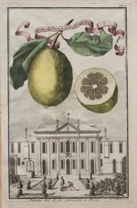 Nurnbergische Hesperides: No125 - Limon Ponzino da Neapoli. قصر NH Cornaro في Fiesso ، c170 بواسطة جوزيف دي مونتاليجر
