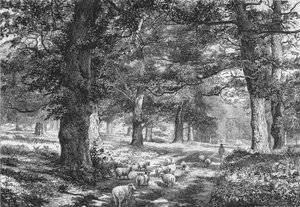 في غابة شيروود ، c1875.